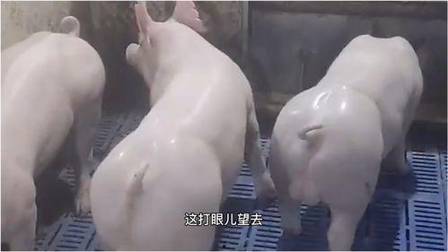 猪 搞笑的视频,爆笑视频大盘点