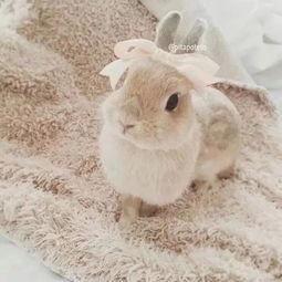 兔子搞笑视频大全